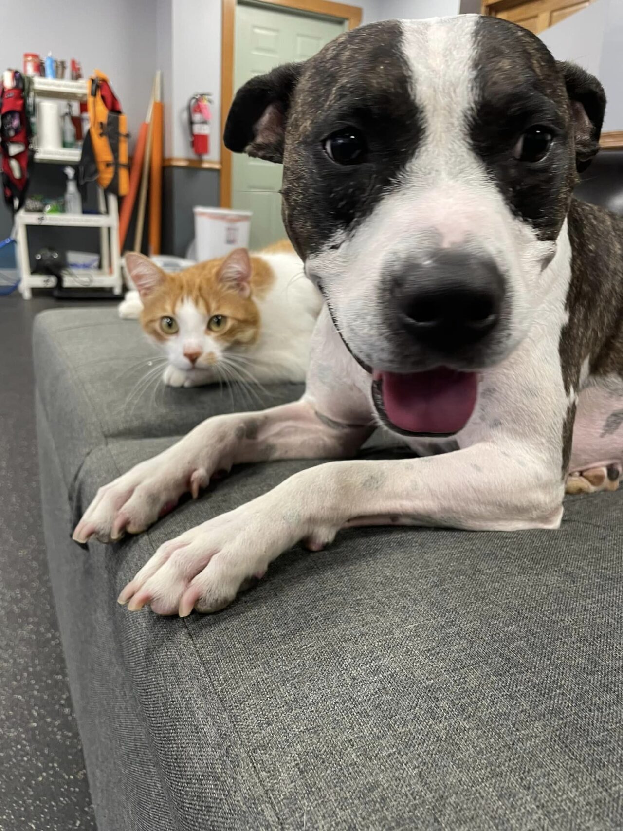 Glenwood City Veterinary Clinic Gallery Vet In Glenwood