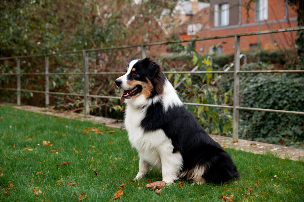 Glenwood City Veterinary Clinic Gallery Vet In Glenwood