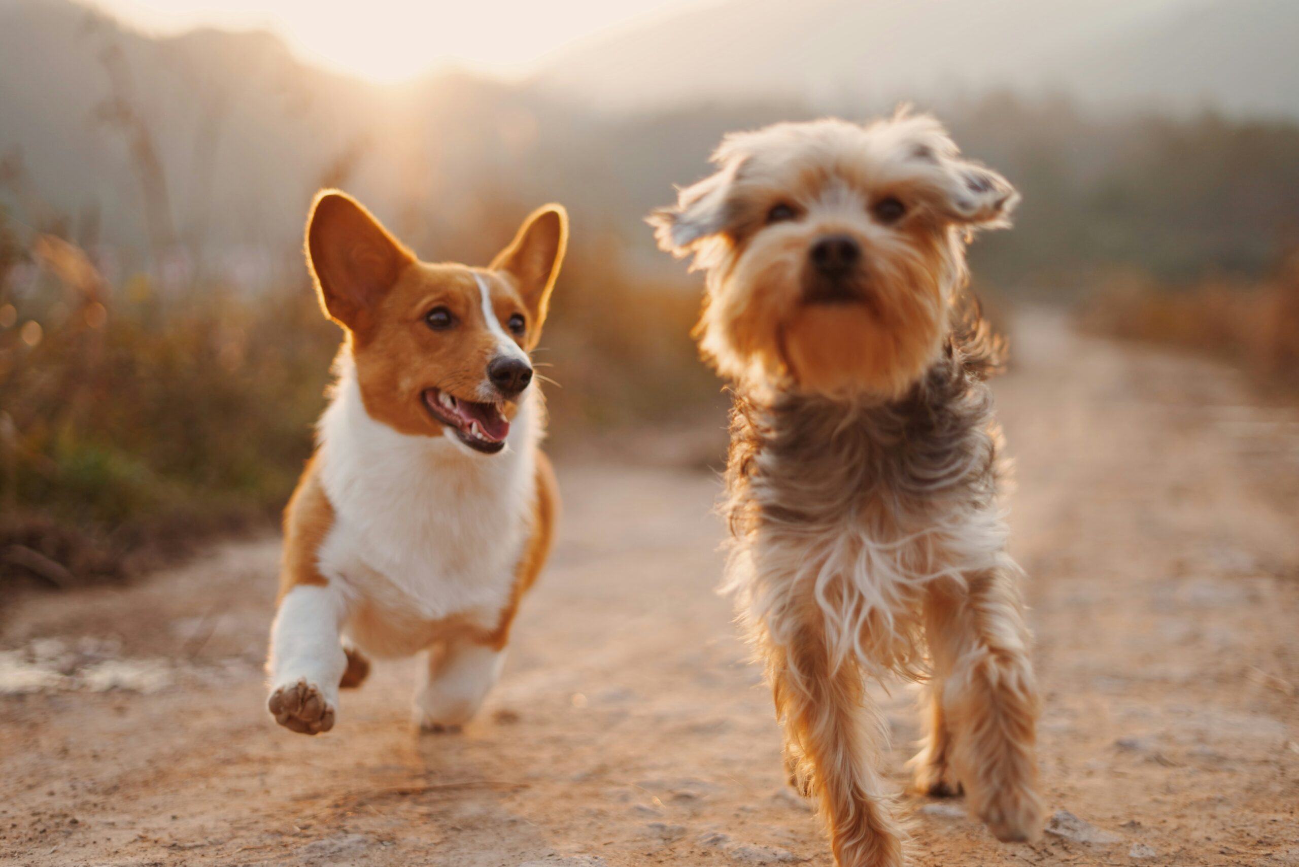 Petdesk App